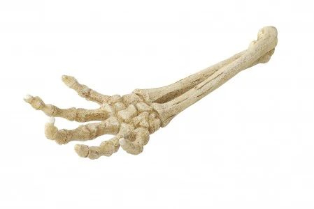 Dekoration – Aqua Della – Skeleton Hand – 27x9x5cm