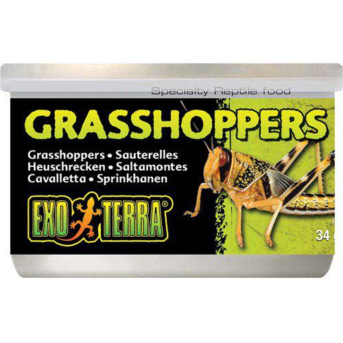 GRÄSHOPPOR 34GR KONSERVERADE
